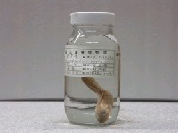 藏品(長身鯊)的圖片